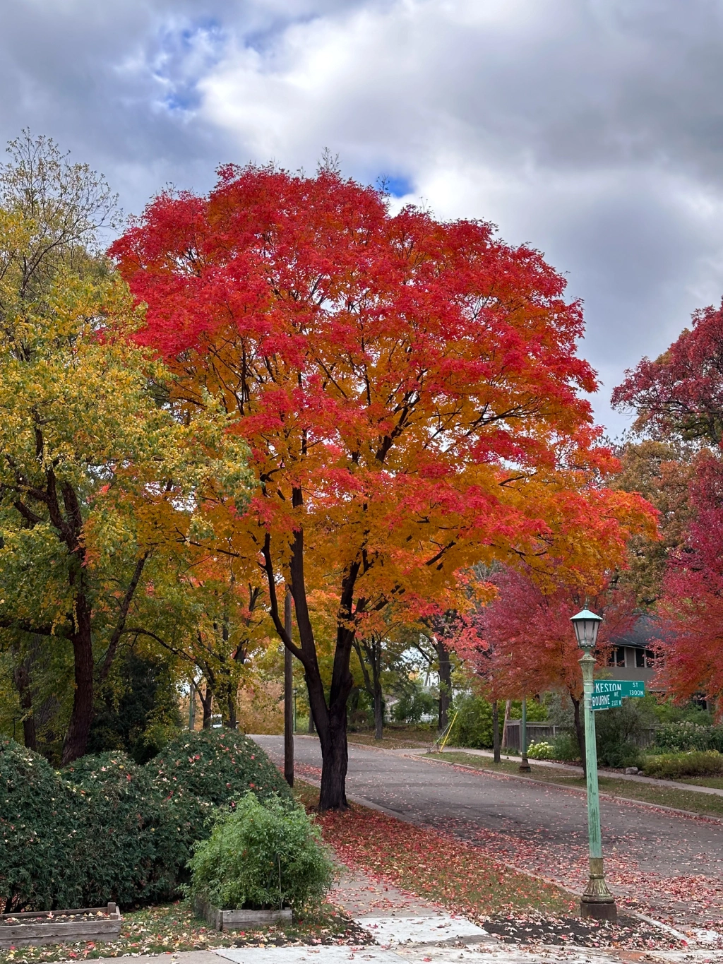 Fall colors in St. Paul